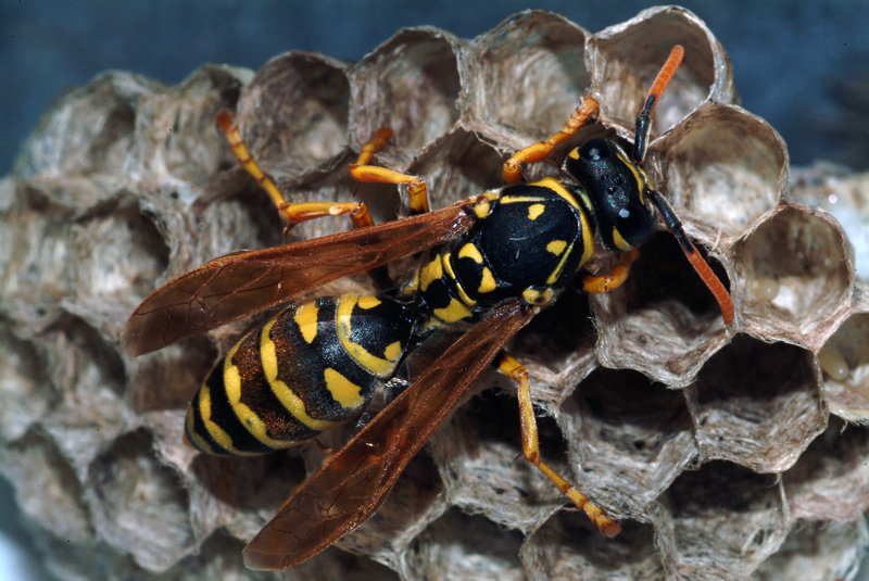 Polistes sp. sul nido